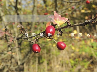 贷款逾期过 该怎么办
